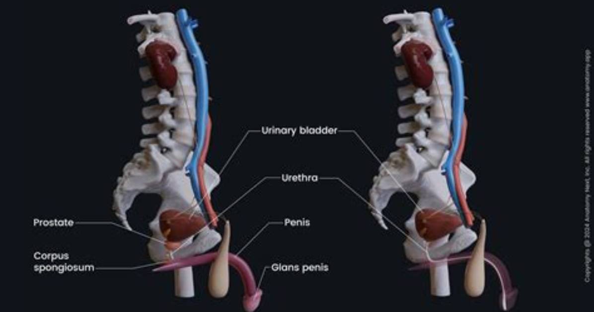 Whose Urethra Is Longer?