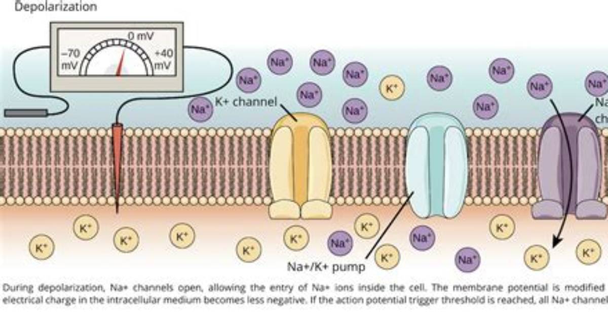 Why Action Potentials Only Travel Unidirectionally?