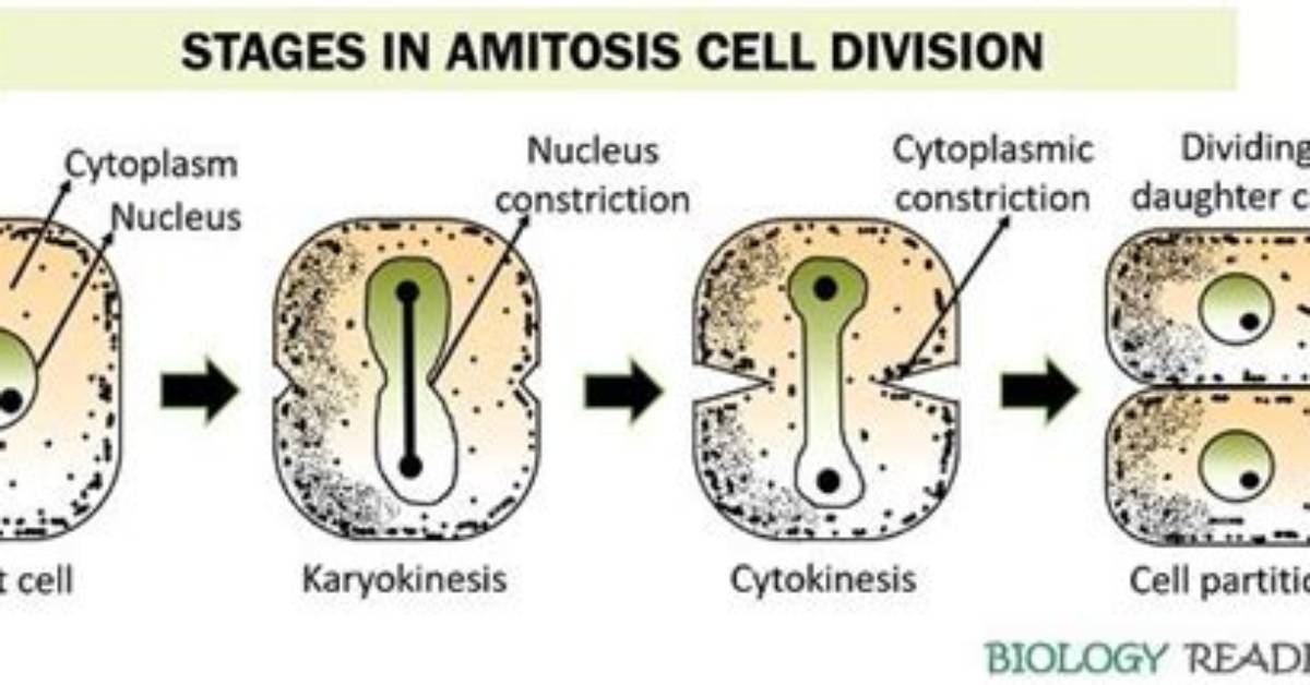 Why Amitosis Is Called Direct Cell Division?