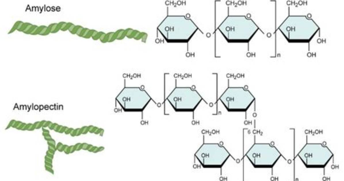 Why Amylose Suitable as Storage Material?