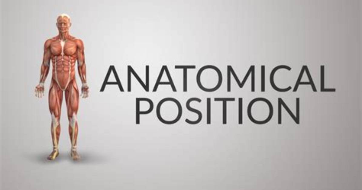 Why Anatomical Position Is Important?