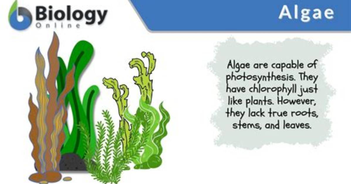 Why Are Algae Plant Like