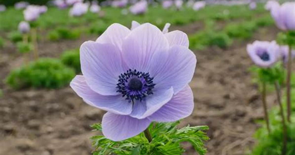Why Are Anemones Called Windflowers?