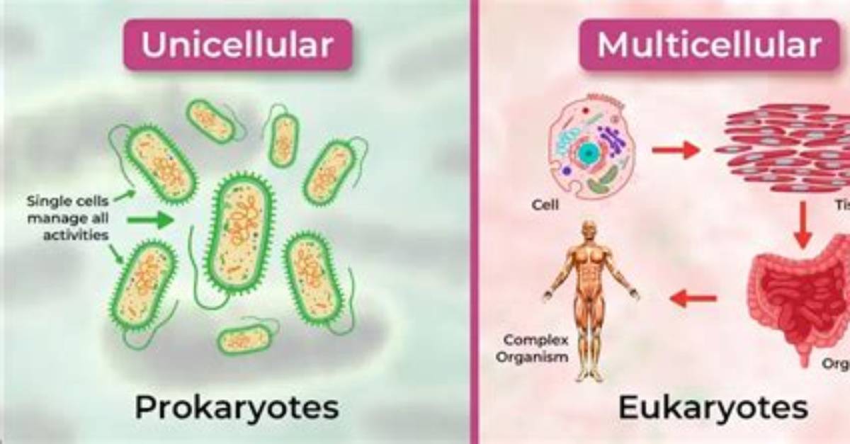 Why Are Animals Multicellular?