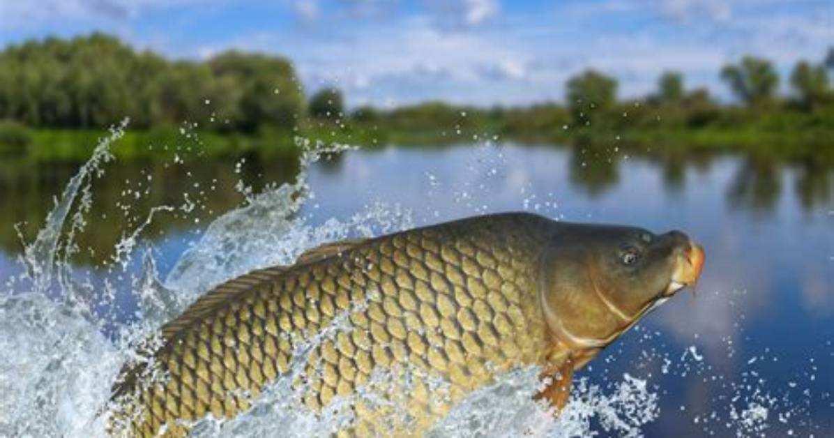 Why Are Asian Carp a Problem?
