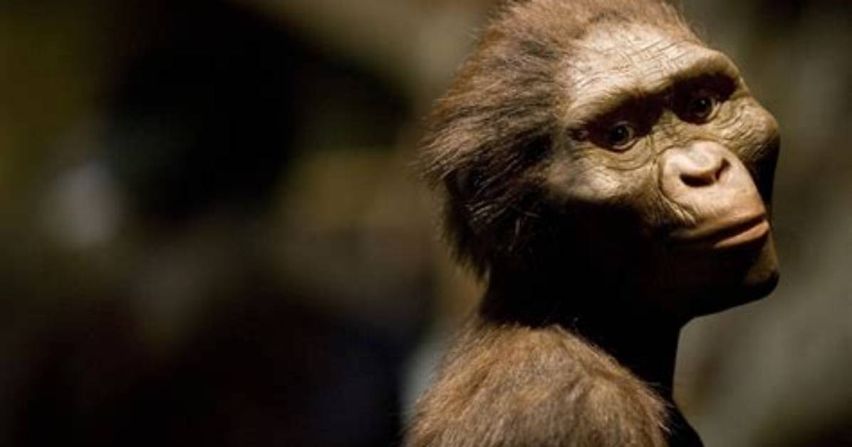 Why Are Australopithecus Important?