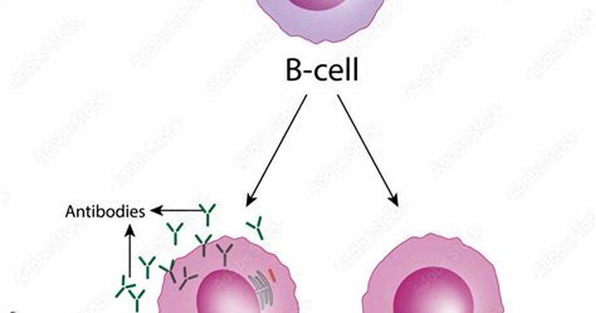 Why Are B Cells Called B Cells