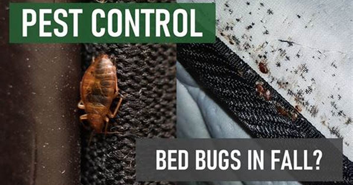 Why Are Bed Bugs So Common Now?