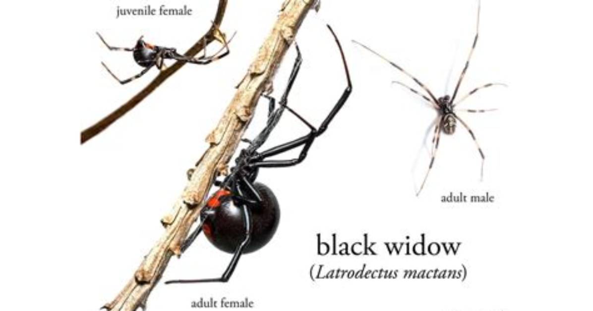 Why Are Black Widows Dangerous?