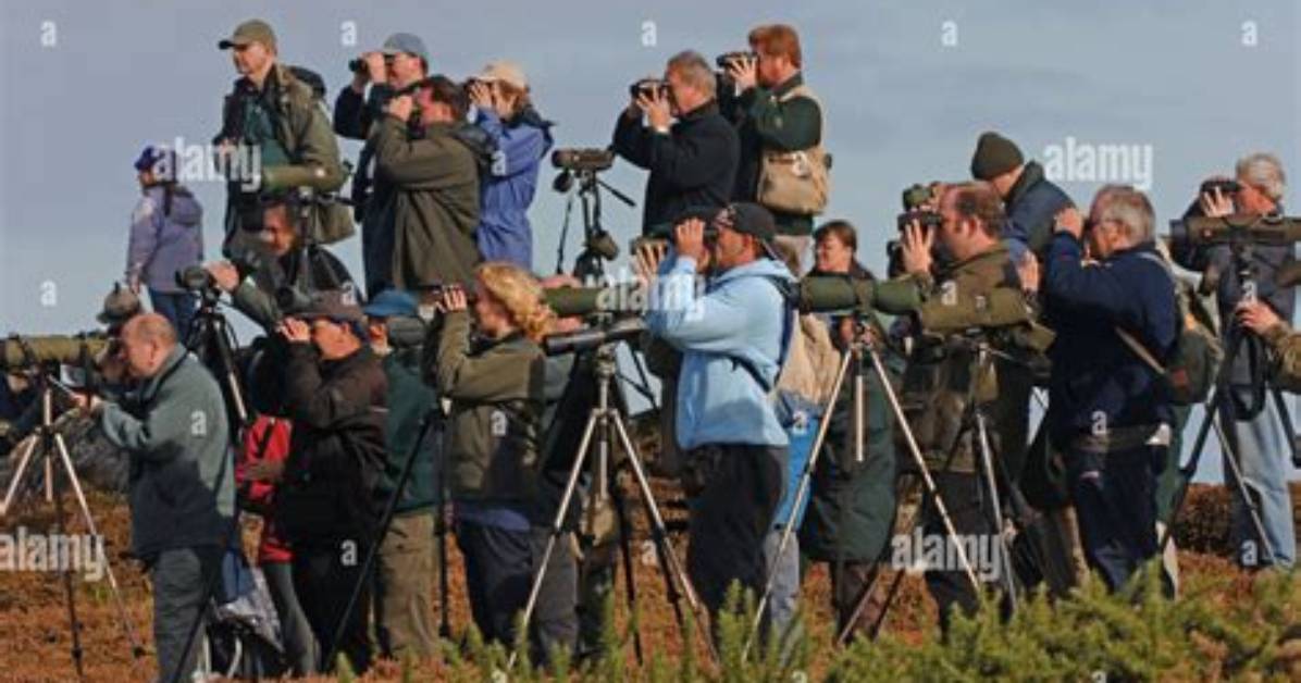 Why Are Borders Called Twitchers?