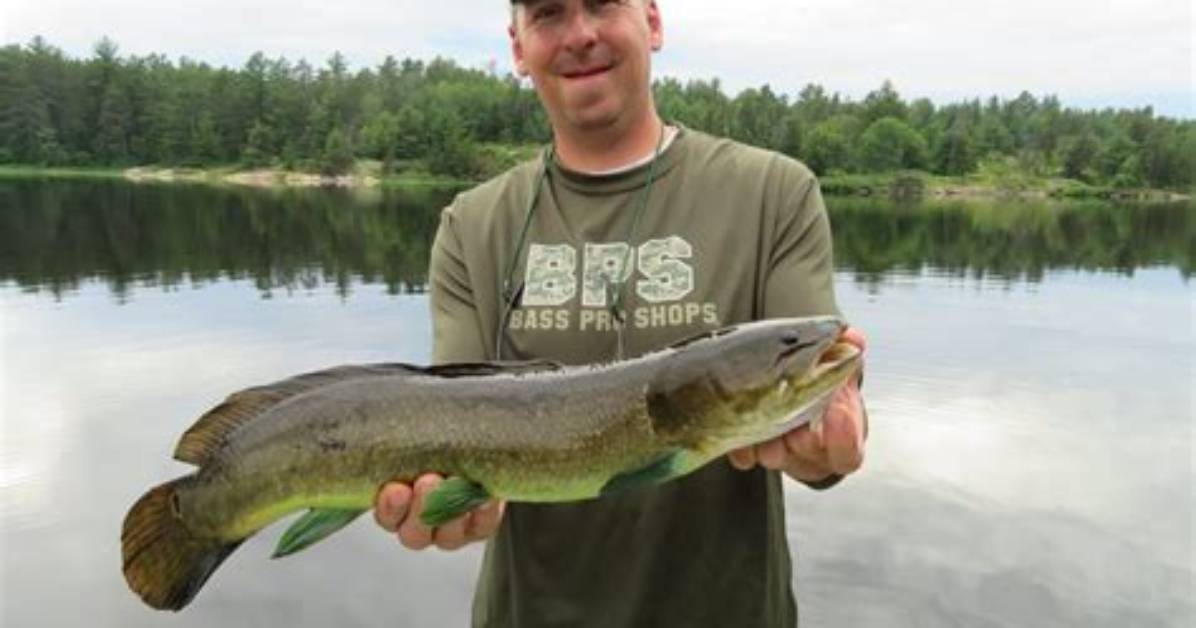 Why Are Bowfin Green?