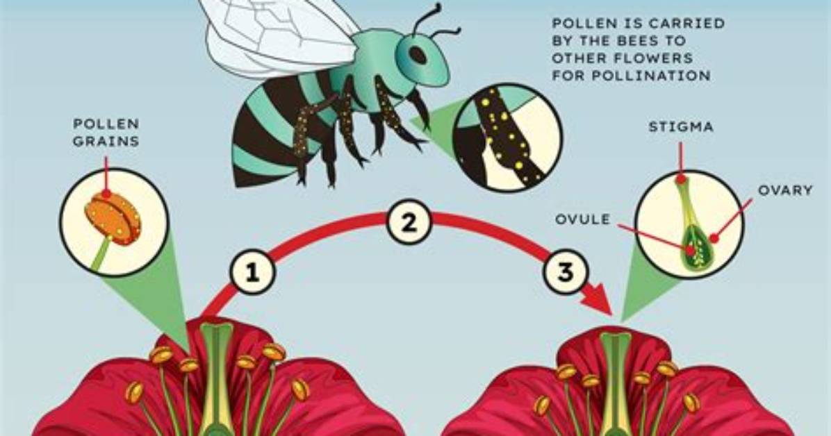 Why Are Butterflies Important for Pollination