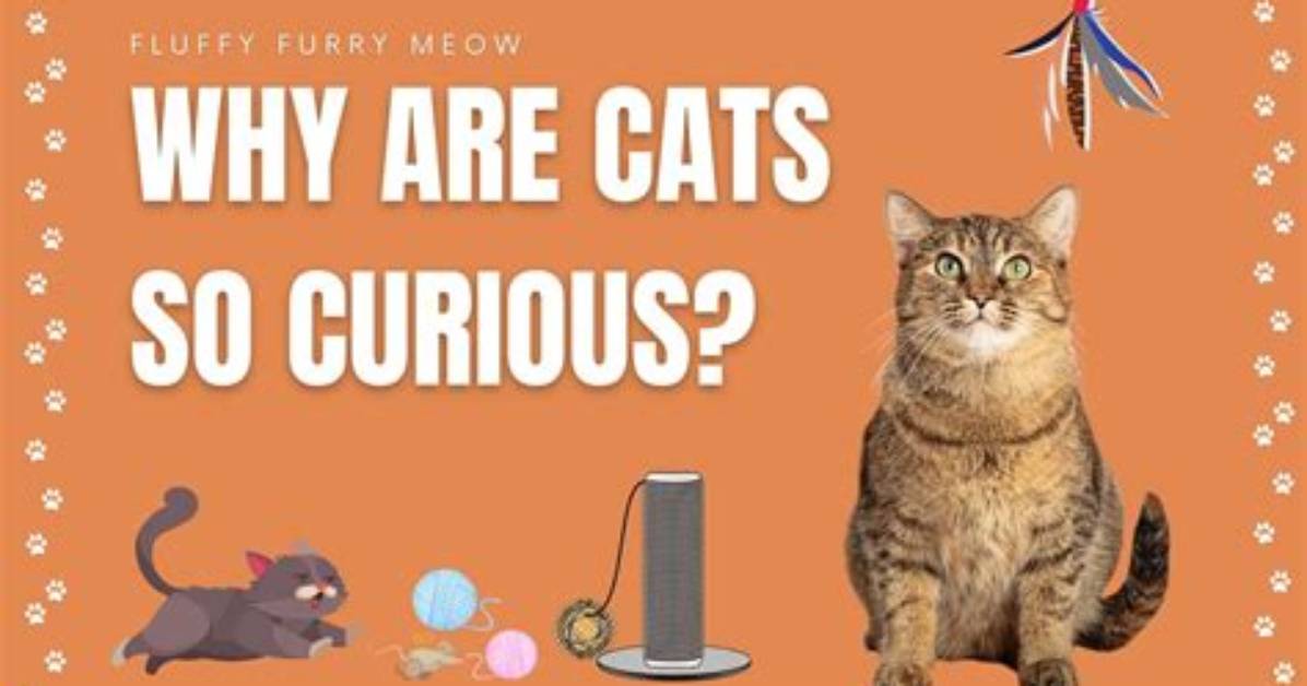 Why Are Cats Always Curious?
