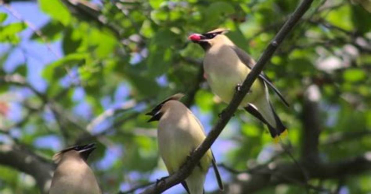 Why Are Cedar Waxwings Called That?