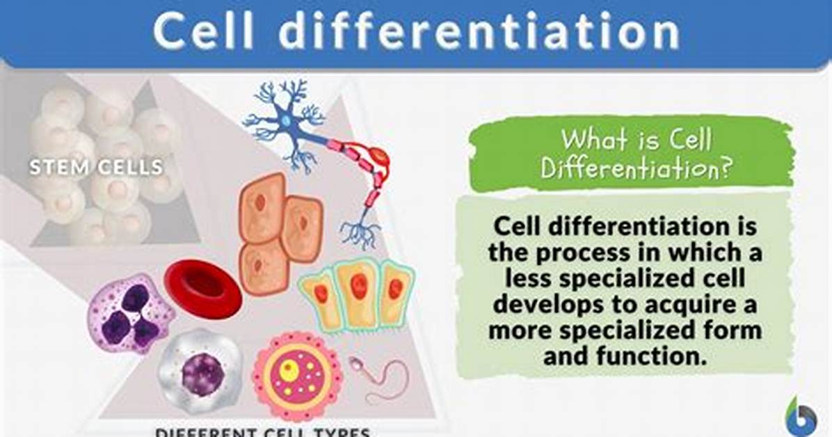 Why Are Cells Differentiated - Lisbd-Net. Com