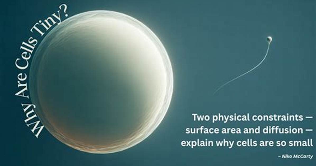 Why Are Cells Small in Size?