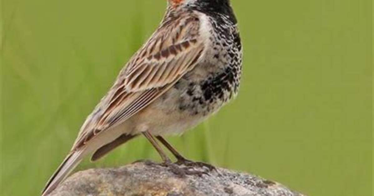 Why Are Chestnut-Collared Longspur Endangered?