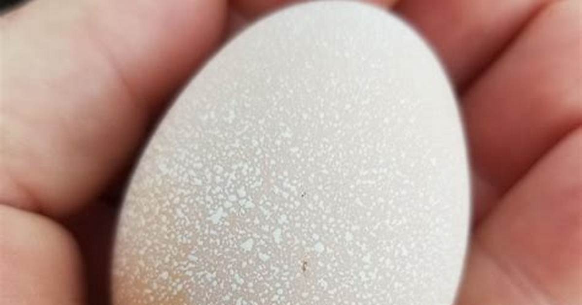 Why Are Chicken Eggs Speckled?