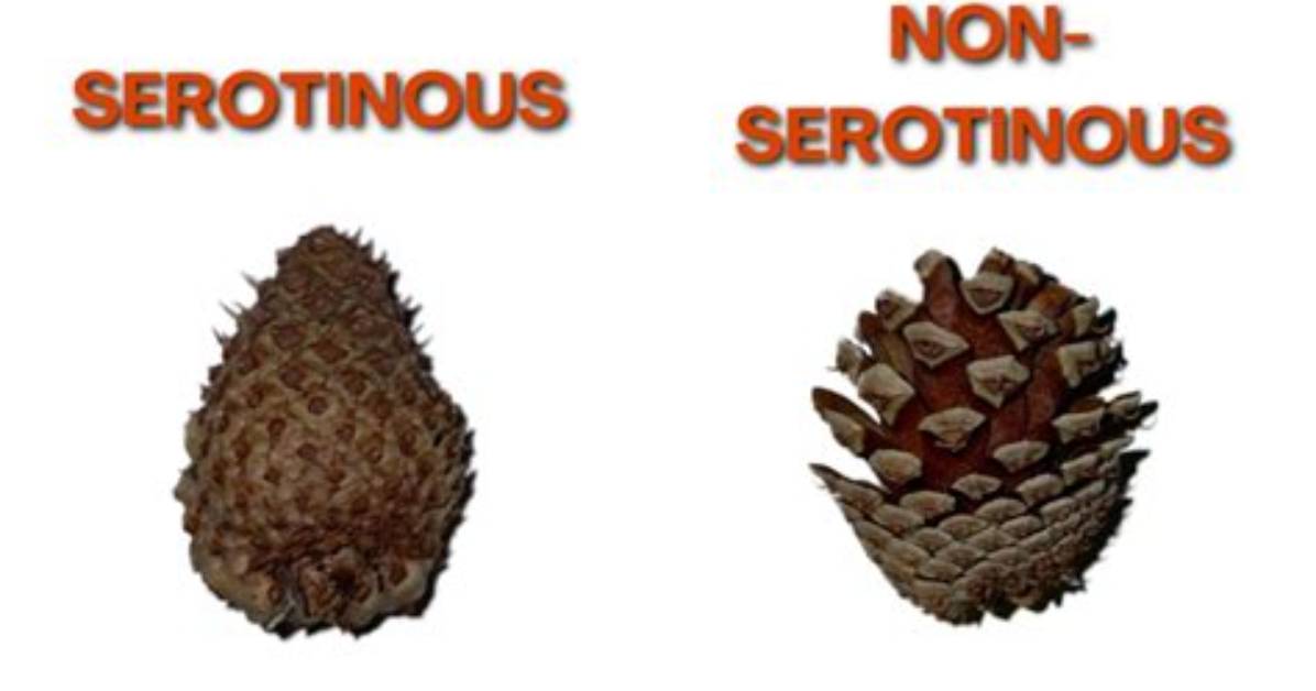 Why Are Cones Serotinous?