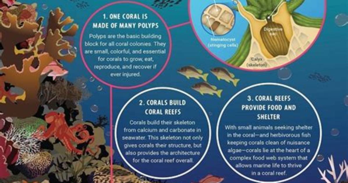 Why Are Coral Animals?