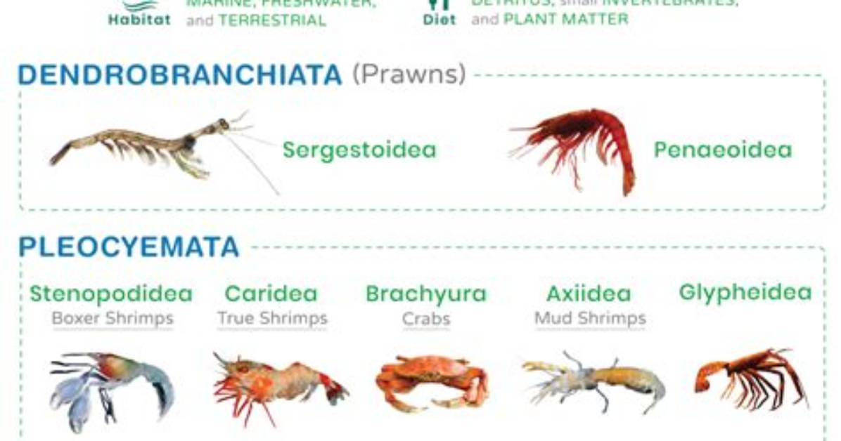 Why Are Crayfish Called Decapods?
