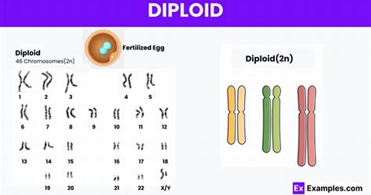 Why Are Diploids Important?