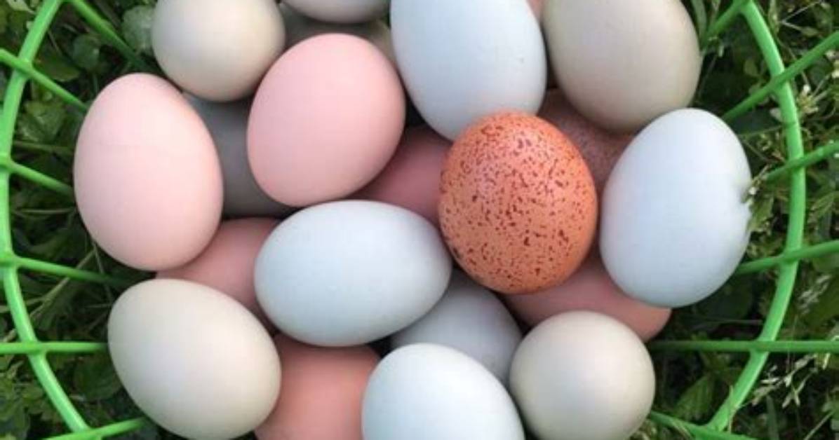 Why Are Easter Eggers Eggs Green?
