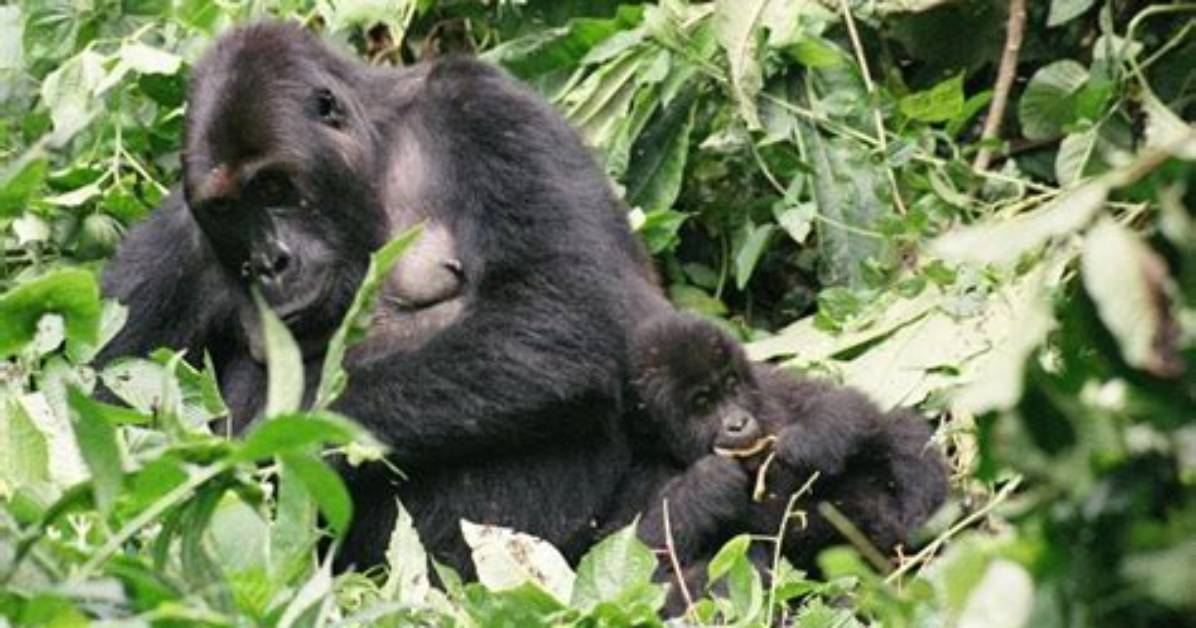 Why Are Eastern Lowland Gorillas?