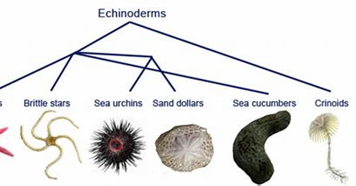 Why Are Echinoderms Classified as Animals