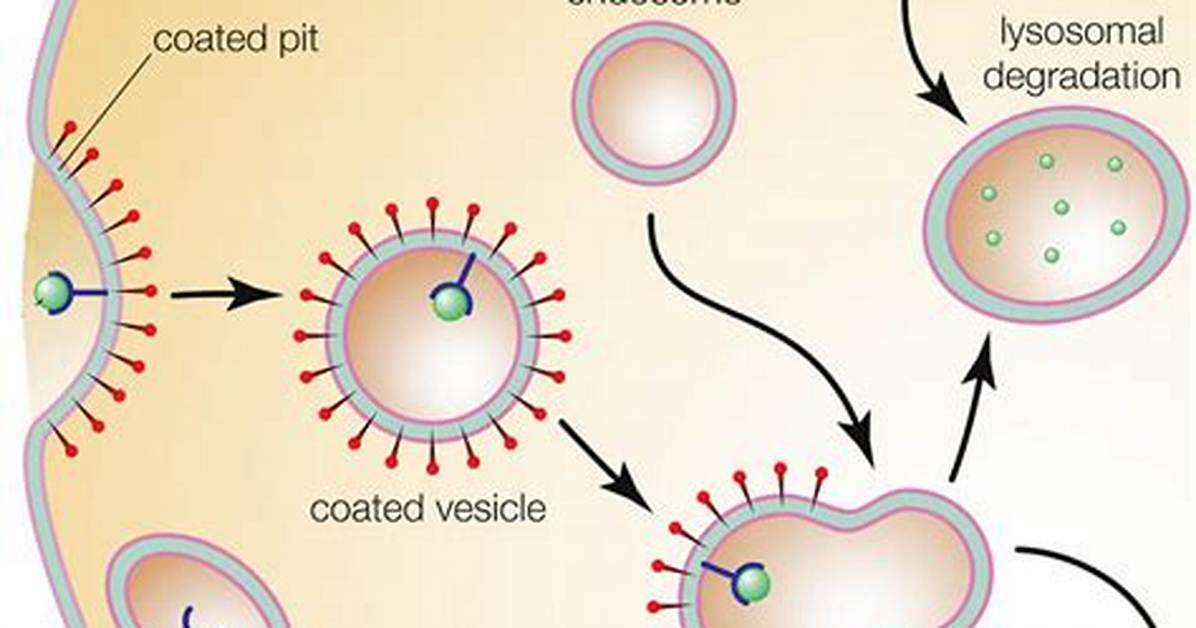 Why Are Endosomes Acidic?