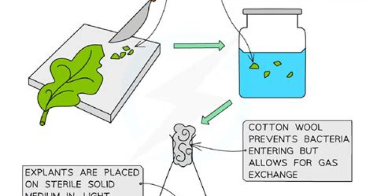 Why Are Explants Sterilized?