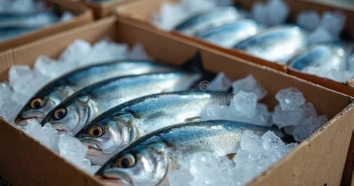 Why Are Fish Packed in Ice