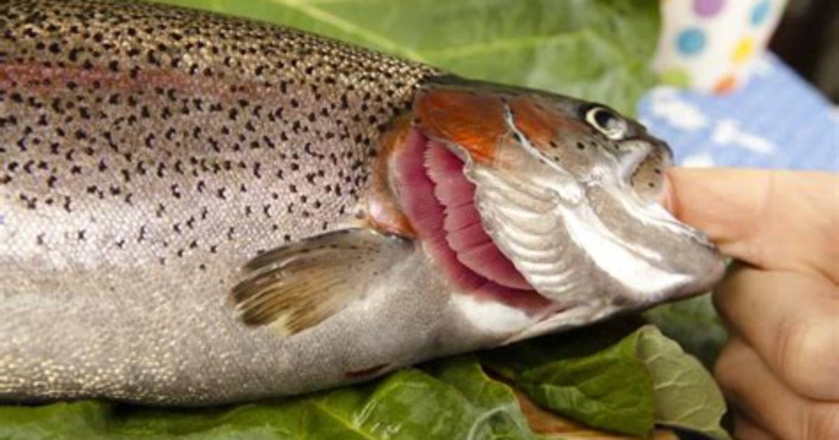 Why Are Gills Red?