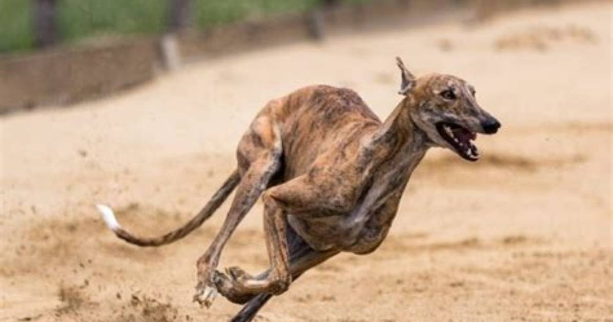Why Are Greyhounds So Fast?