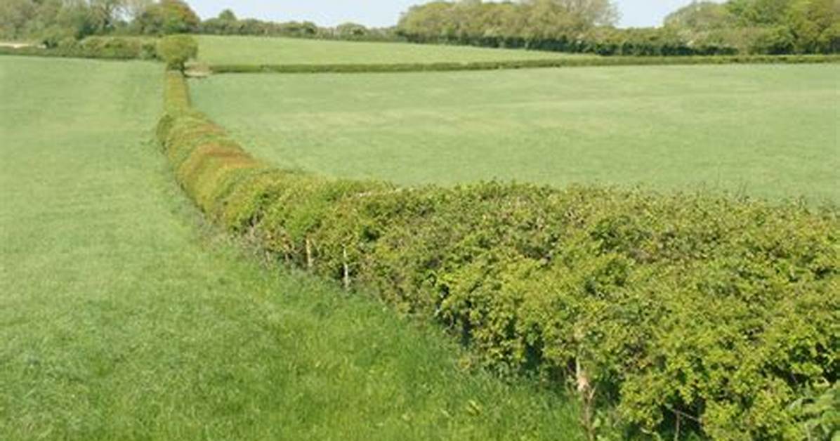 Why Are Hedgerows Important for Wildlife?