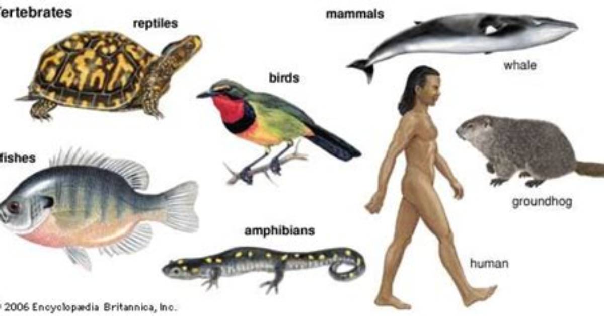 Why Are Humans Vertebrates?
