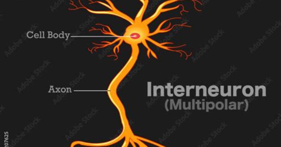 Why Are Interneurons Multipolar?