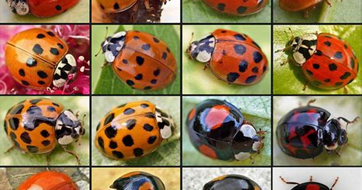 Why Are Ladybugs Different Colours