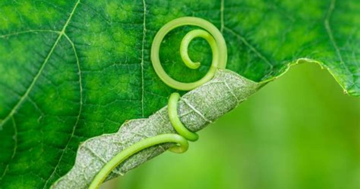 Why Are Leaf Tendrils Present in a Pea Plant?