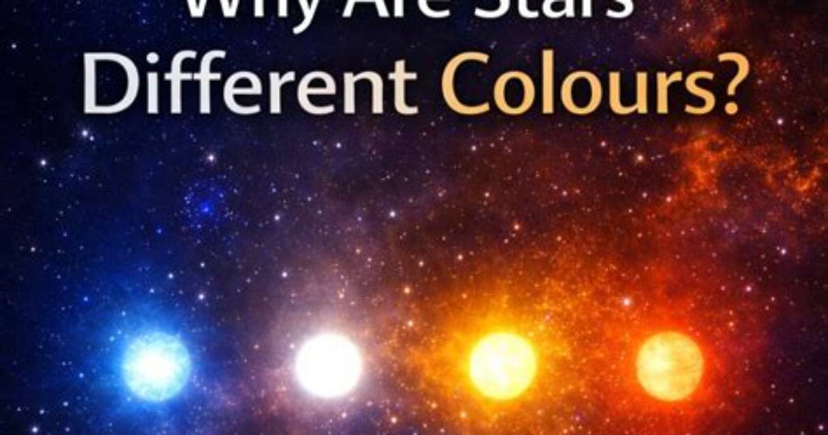 Why Are Logynon Different Colours?