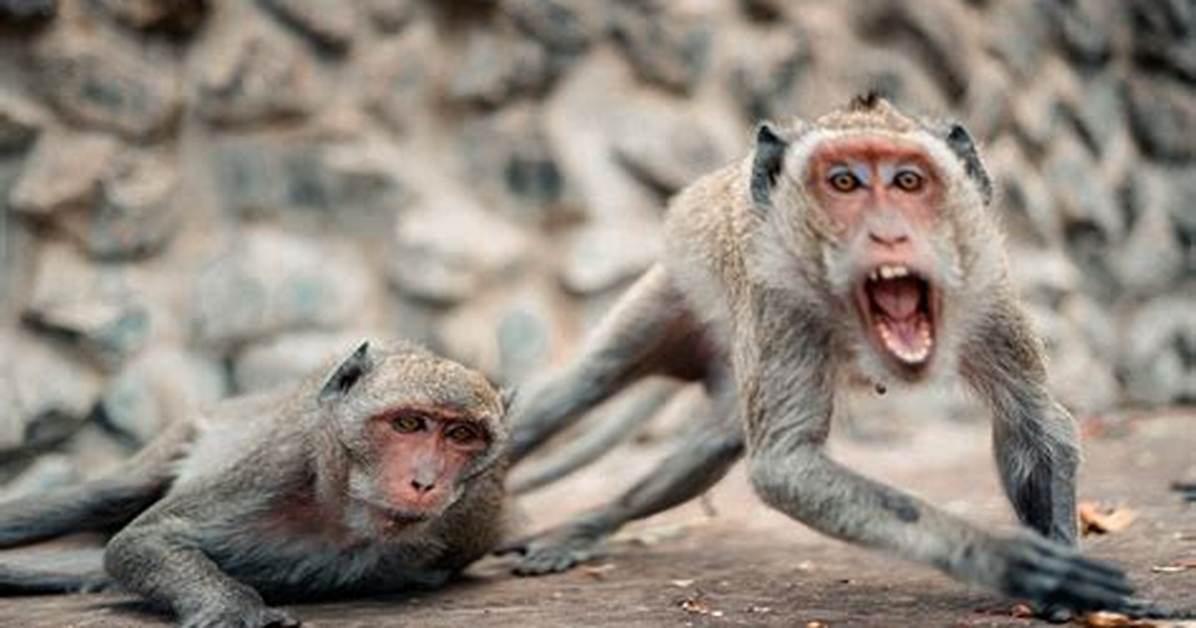 Why Are Macaques So Aggressive?