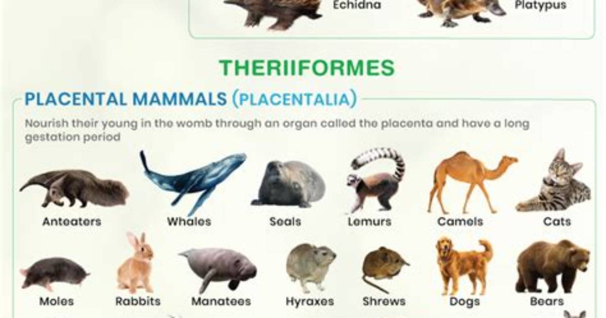 Why Are Most Mammals Polygynous?