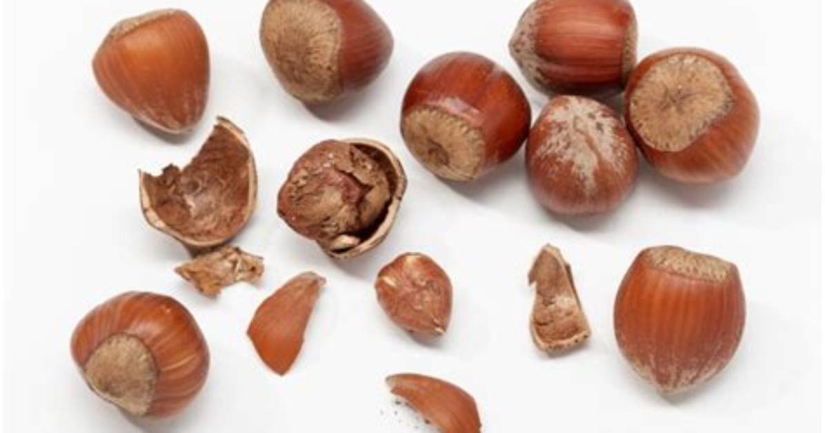 Why Are My Hazelnuts Empty?