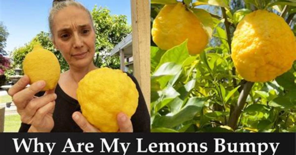 Why Are My Lemons So Large