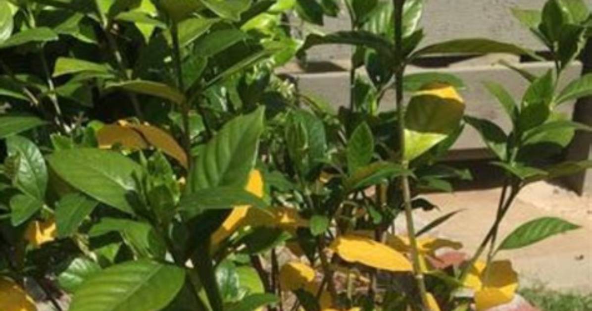 Why Are My Mandevilla Leaves Turning Yellow and Falling off?