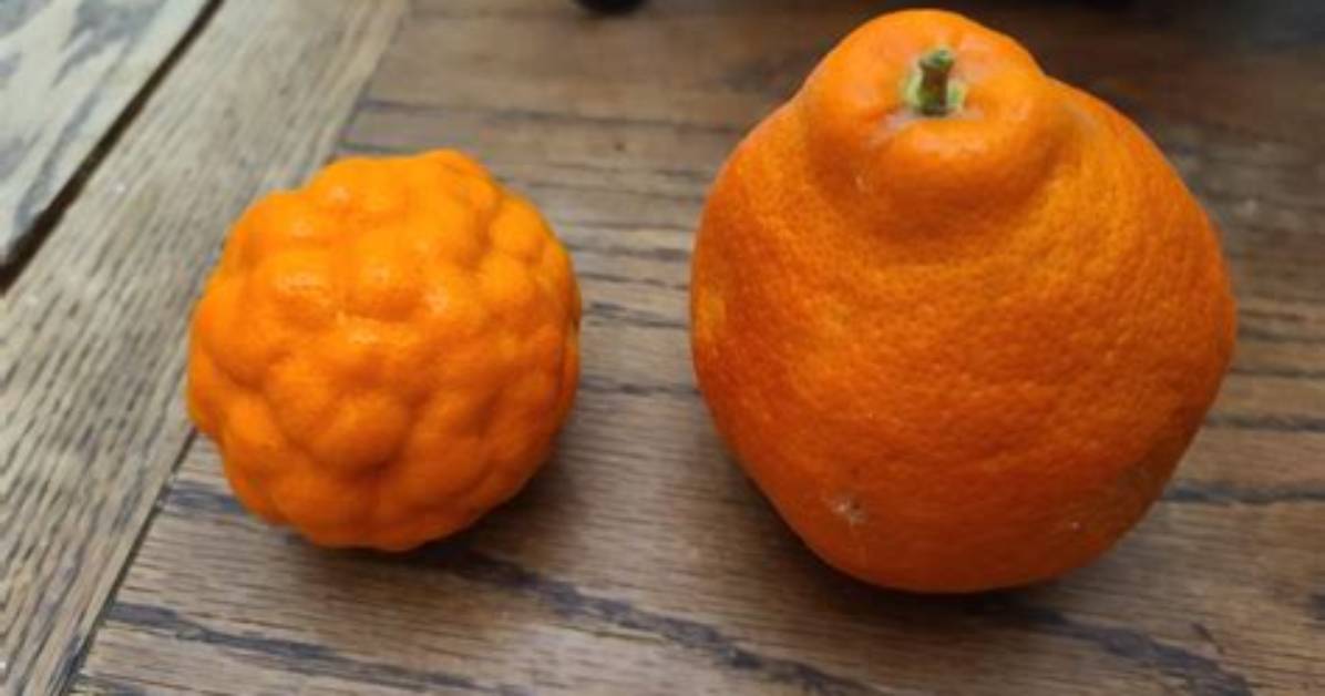 Why Are My Oranges Bumpy
