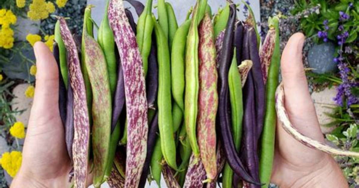 Why Are My Pole Beans Flat