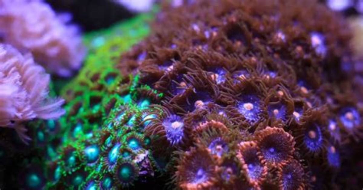 Why Are My Zoanthids So Small?