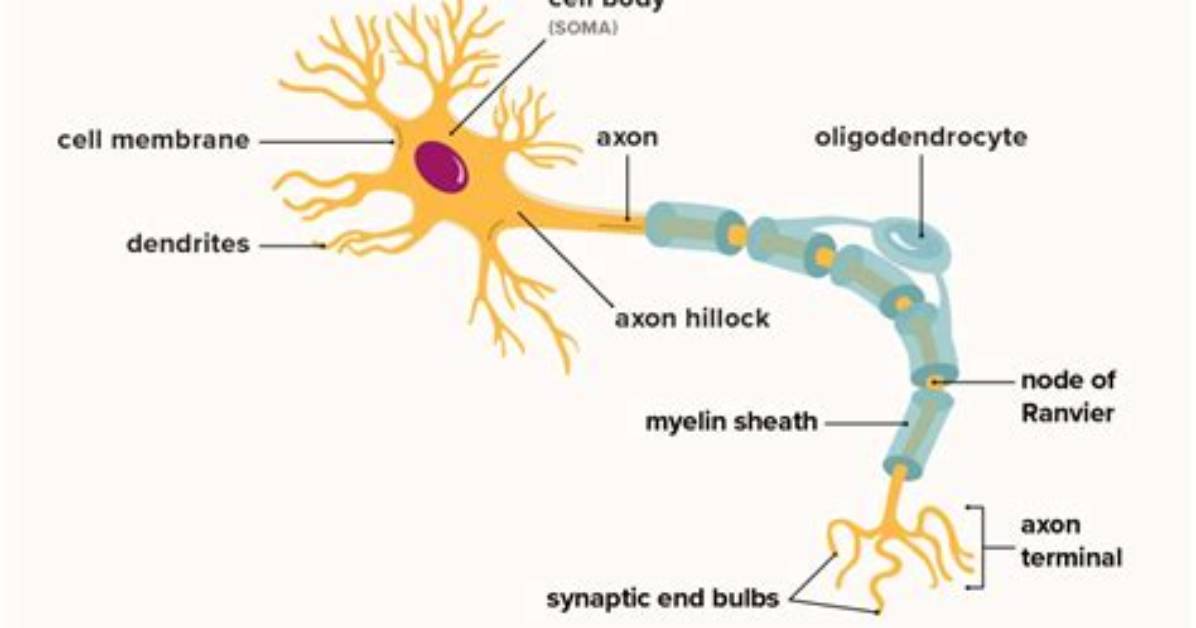 Why Are Neurons Amitotic?