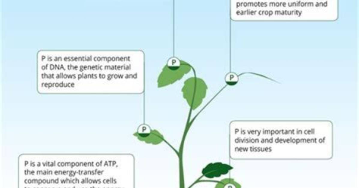 Why Are Nitrogen and Phosphorus Needed for Plant Growth